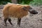 Red river hog Potamochoerus porcus