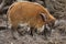 Red river hog Potamochoerus porcus