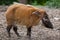 Red river hog Potamochoerus porcus