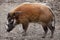 Red river hog Potamochoerus porcus