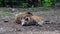 Red river hog, Potamochoerus porcus, also known as the bush pig.