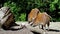 Red river hog, Potamochoerus porcus, also known as the bush pig.