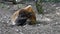 Red river hog, Potamochoerus porcus, also known as the bush pig.