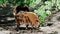 Red river hog, Potamochoerus porcus, also known as the bush pig.