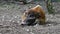 Red river hog, Potamochoerus porcus, also known as the bush pig.