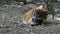 Red river hog, Potamochoerus porcus, also known as the bush pig.