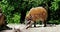 Red river hog, Potamochoerus porcus, also known as the bush pig.