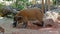 Red river hog, Potamochoerus porcus, also known as the bush pig.