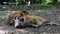 Red river hog, Potamochoerus porcus, also known as the bush pig.