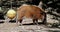 Red river hog, Potamochoerus porcus, also known as the bush pig.