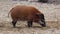 Red river hog, Potamochoerus porcus, also known as the bush pig.