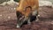 Red river hog, Potamochoerus porcus, also known as the bush pig.