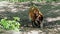 Red river hog, Potamochoerus porcus, also known as the bush pig.