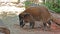 Red river hog, Potamochoerus porcus, also known as the bush pig.