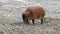Red river hog, Potamochoerus porcus, also known as the bush pig.