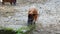 Red river hog, Potamochoerus porcus, also known as the bush pig.