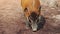 Red river hog, Potamochoerus porcus, also known as the bush pig.