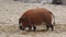 Red river hog, Potamochoerus porcus, also known as the bush pig.