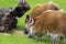 The red river hog, Potamochoerus porcus, grazzing in a grass field