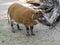 The Red river hog, Potamochoerus porcus is the most beautiful representative of pigs