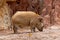 Red River Hog, Potamochoerus porcus pictus