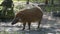 Red River Hog profile shot 6k wildlife footage