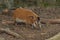 Red River Hog in Singapore Zoo