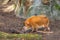 Red river hog in wildlife. African wild animal