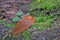 Red roadside slug, Spanish slug hid in the forest on moss.