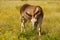 Red roan burro
