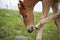 Red roan colt scratching nose