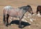 Red Roan mare wild horse in the Pryor Mountain Wild Horse Range in Montana