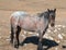 Red Roan mare wild horse in the Pryor Mountain Wild Horse Range in Montana