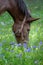 Red Roan Mule grazing in wildflower blooming and grass meadow