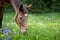 Red roan mule grazing in a wildflower and grass mountain meadow with evergreen trees in background