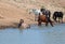 Red Roan stallion rolling in the water with herd of wild horses in the Pryor Mountains Wild Horse Range in Montana USA