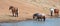 Red Roan stallion splashing in the water with herd of wild horses in the Pryor Mountains Wild Horse Range in Montana USA