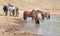 Red Roan stallion in the waterhole with herd of wild horses in the Pryor Mountains Wild Horse Range in Montana USA