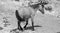 Red roan wild horse mustang stallion in the southwest USA - black and white