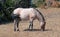 Red Roan Wild Stallion grazing in the Pryor Mountain Wild Horse Range in Montana