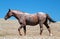 Red Roan Wild Stallion mustrang in the Pryor Mountain Wild Horse Range in Montana