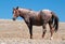 Red Roan Wild Stallion mustrang in the Pryor Mountain Wild Horse Range in Montana