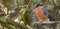 Red Robin and common bullfinch birds close up