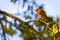 A red robin or Erithacus rubecula. This bird is a regular companion during gardening pursuits