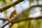 A red robin or Erithacus rubecula. This bird is a regular companion during gardening pursuits