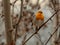 Red Robin Erithacus rubecula, small posing bird.