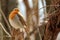 Red Robin Erithacus rubecula, small posing bird.