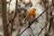 Red Robin Erithacus rubecula, small posing bird.