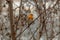 Red Robin Erithacus rubecula, small posing bird.