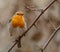 Red Robin Erithacus rubecula, small posing bird.